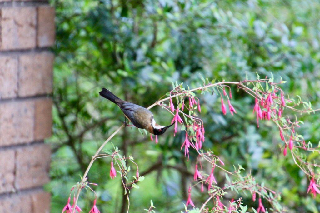 Eastern Spinebill enjoying nectar from fuchsia flowers