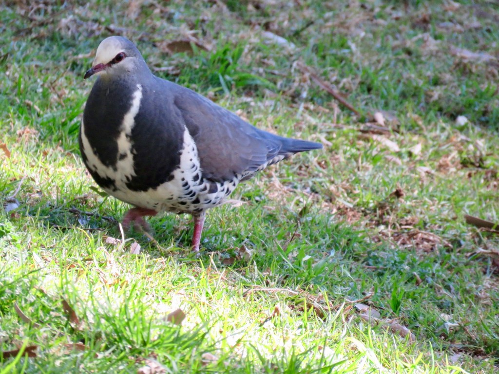 Wonga pigeon in the Blue Mountains Botanic Gardens