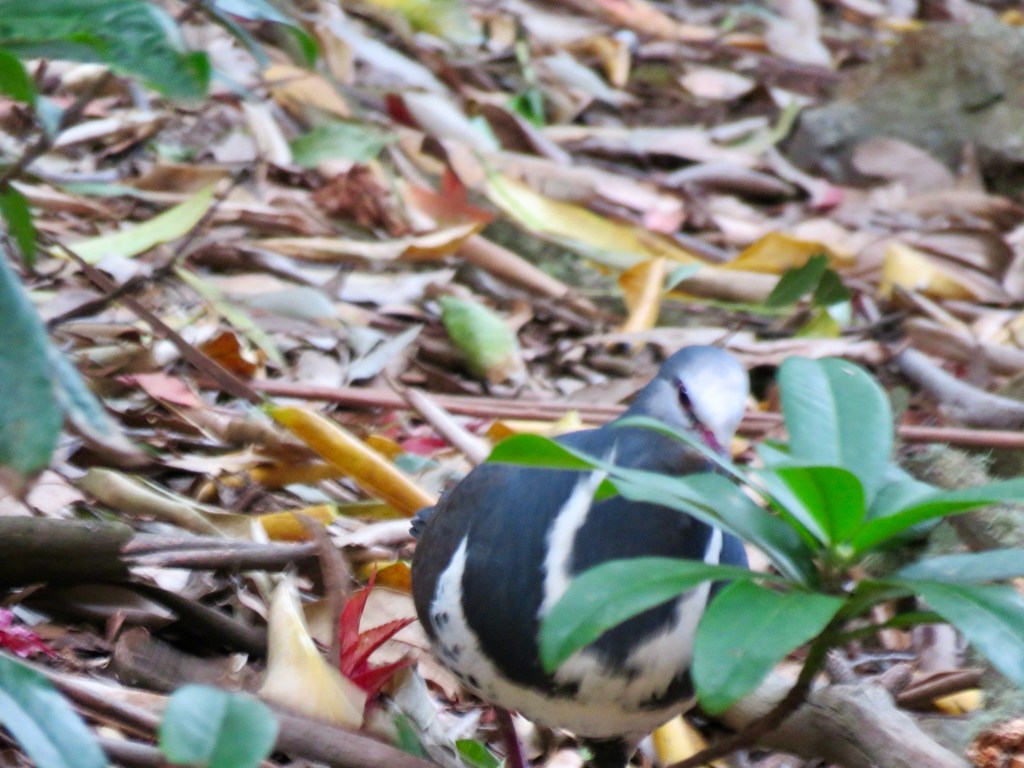 A shy Wonga pigeon in the Blue Mountains Botanic Gardens