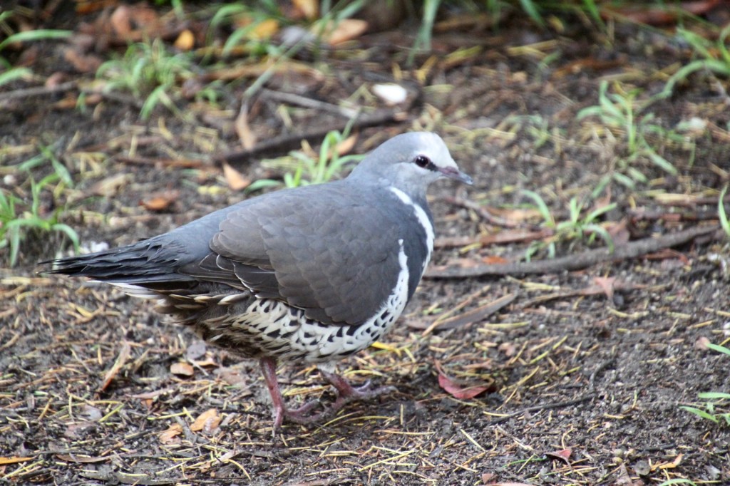 Wonga Pigeon (Leucosarcia melanoleuca) in the garden