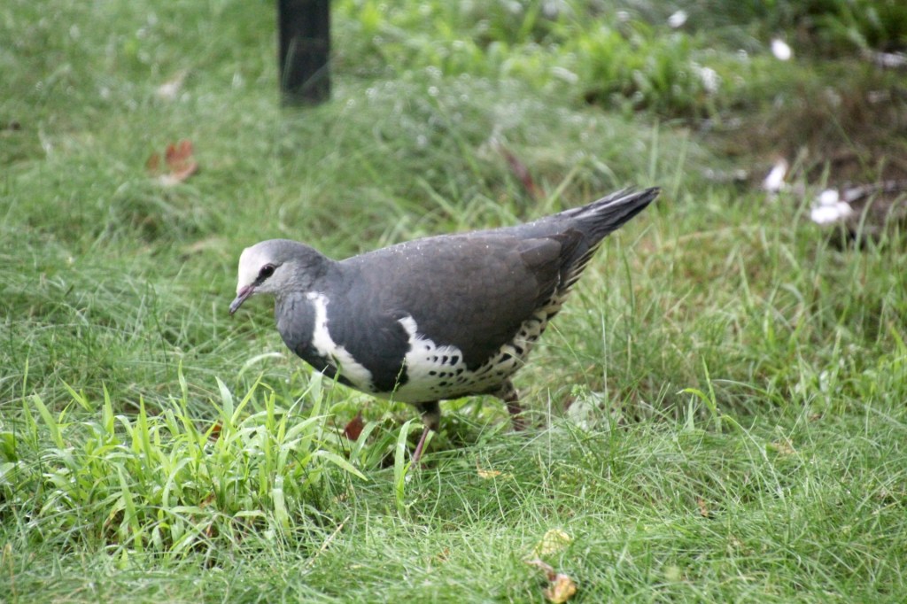 Wonga Pigeon (Leucosarcia melanoleuca) in the garden