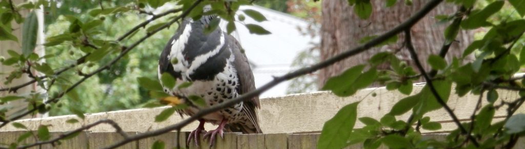 A glimpse of a Wonga pigeon