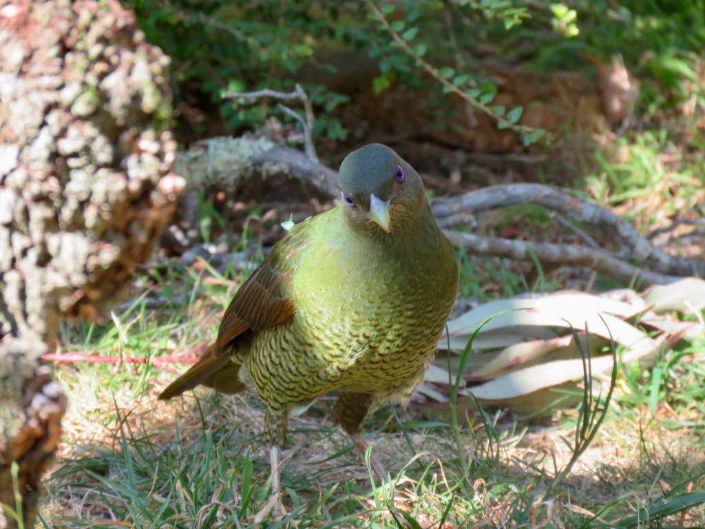 Satin bowerbird (female or juvenile)
