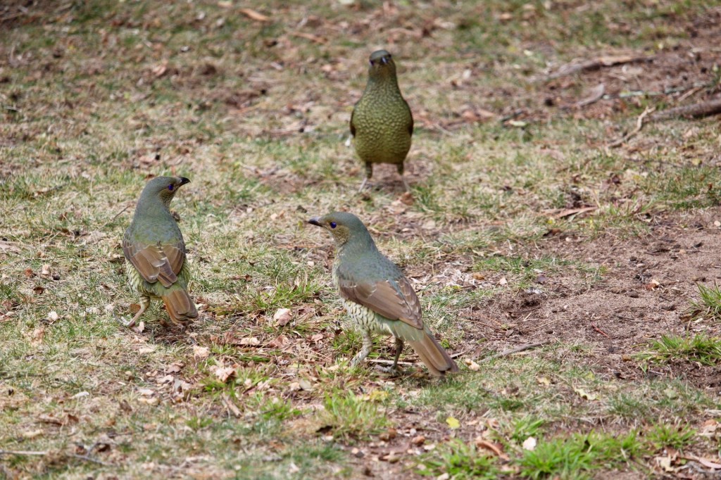 Satin bowerbirds - female or juvenile