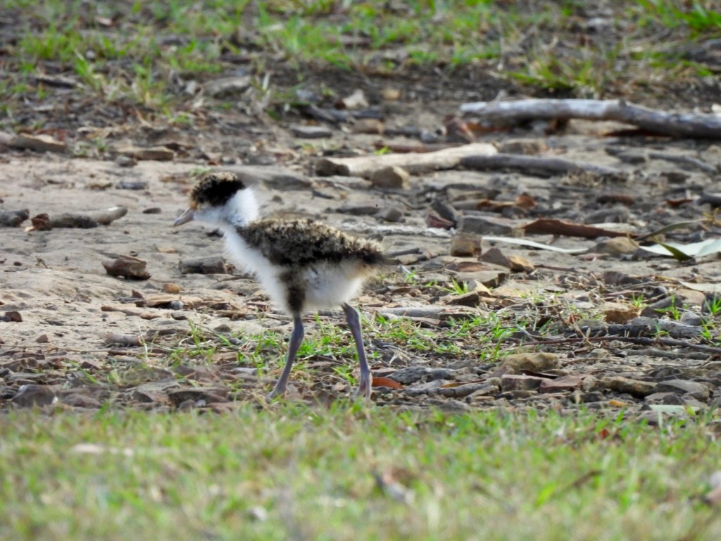Masked Lapwing chick, Glenbrook NSW