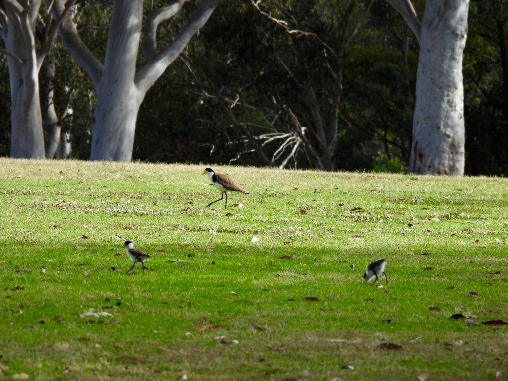 Masked Lapwing with two chicks at Glenbrook, NSW