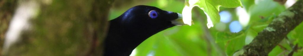 Satin bowerbird (male)