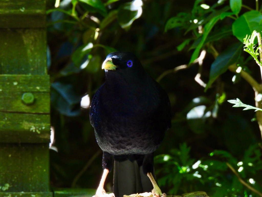 Satin bowerbird (male)