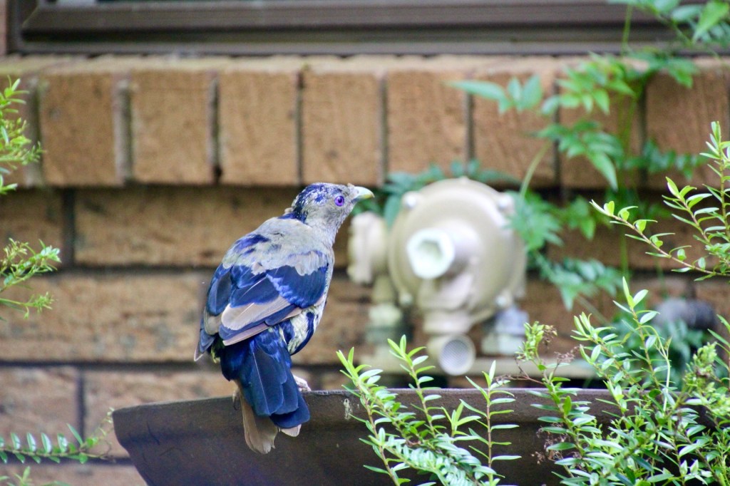Satin bowerbird, moulting with mature male feathers coming through
