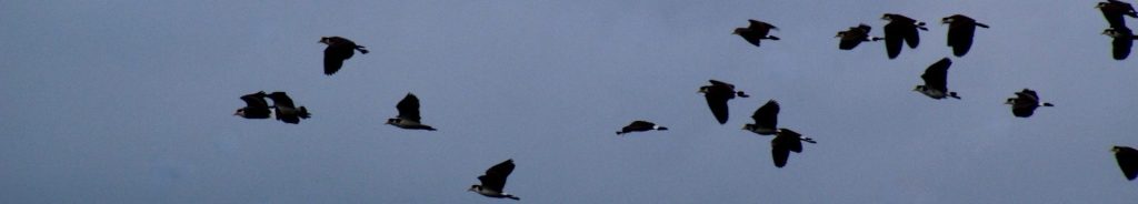 Masked Lapwings in flight