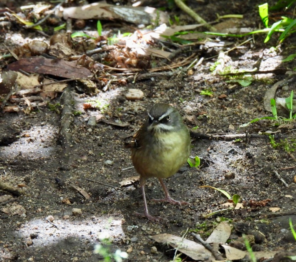White-browed scrubwren in the garden