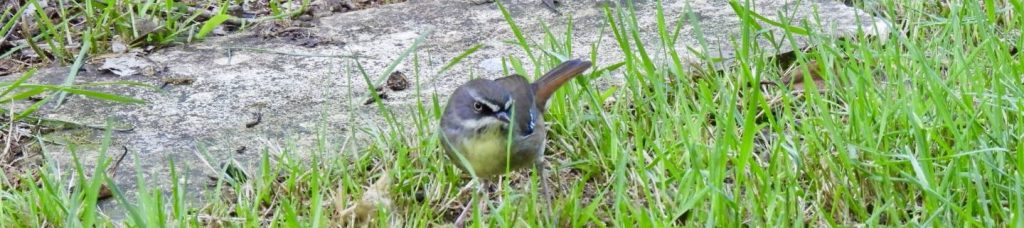 White-browed scrubwren