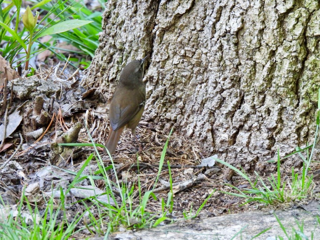 White-browed scrubwren looking for insects