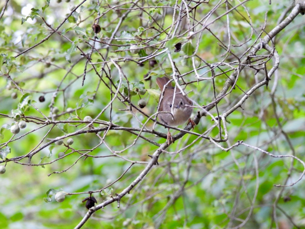 White-browed scrubwren in a tree