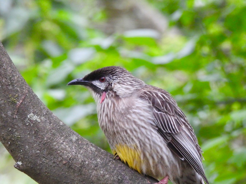 Red wattlebird in the garden