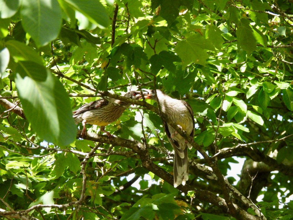 Red wattlebird feeding chick (on right)