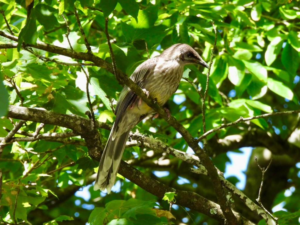 Red wattlebird (juvenile)