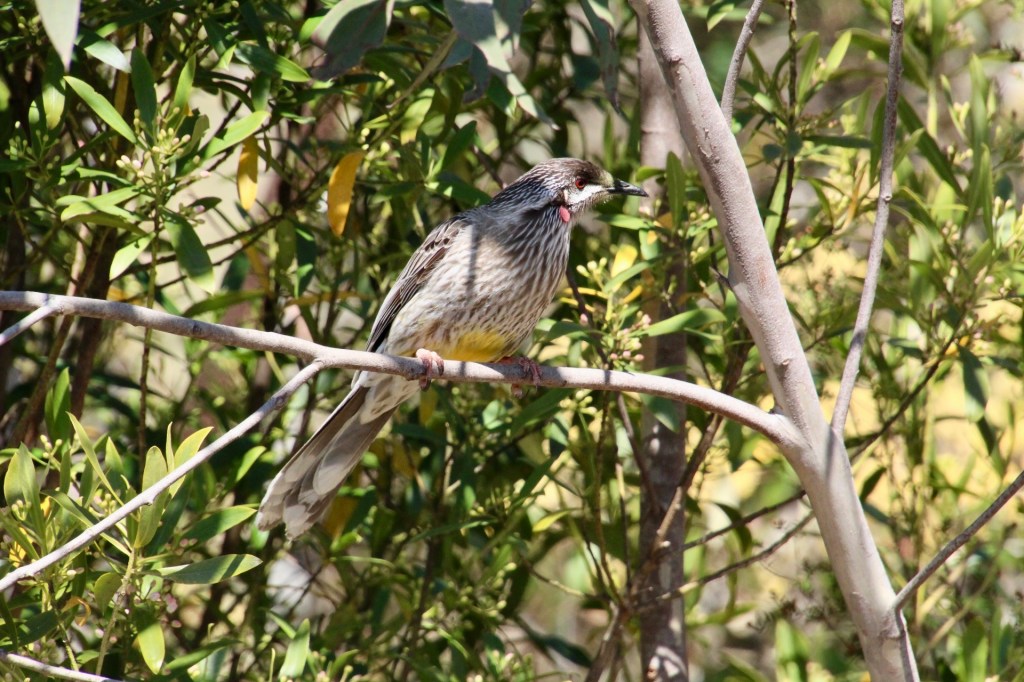 Red wattlebird in the Blue Mountains Botanic Garden Mount Tomah