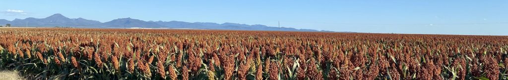 Sorghum crop with Nandewar ranges in background