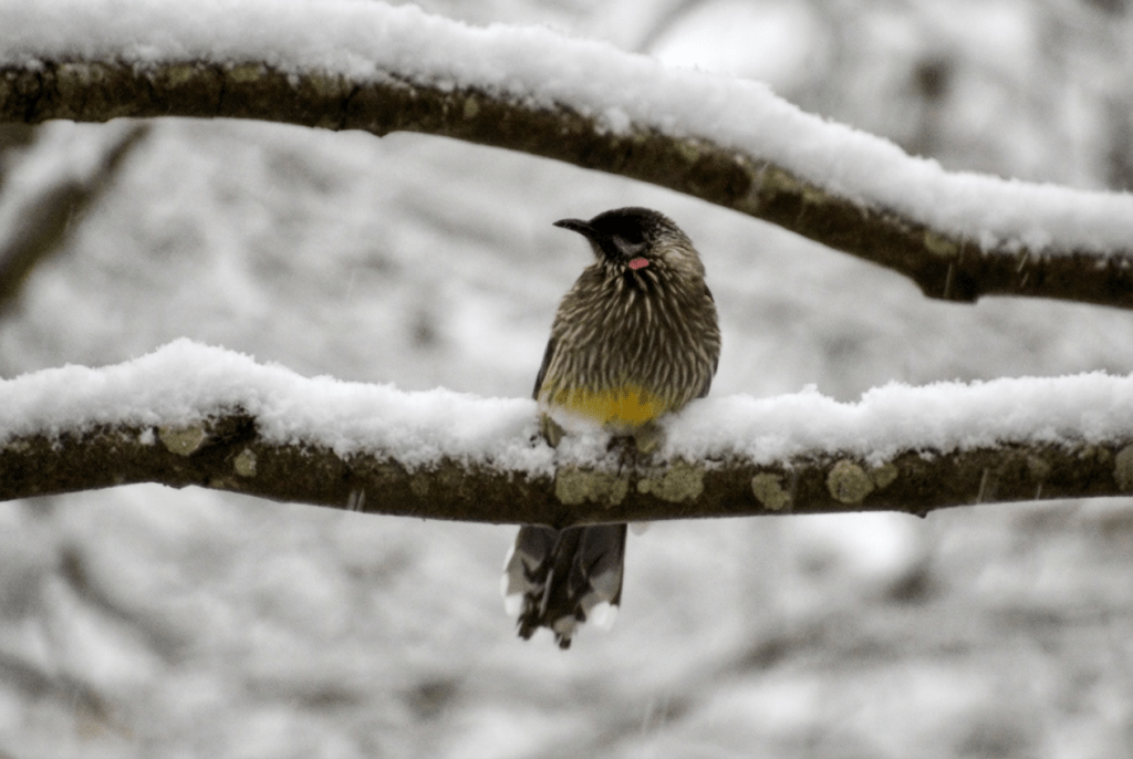 Red wattlebird in the snow