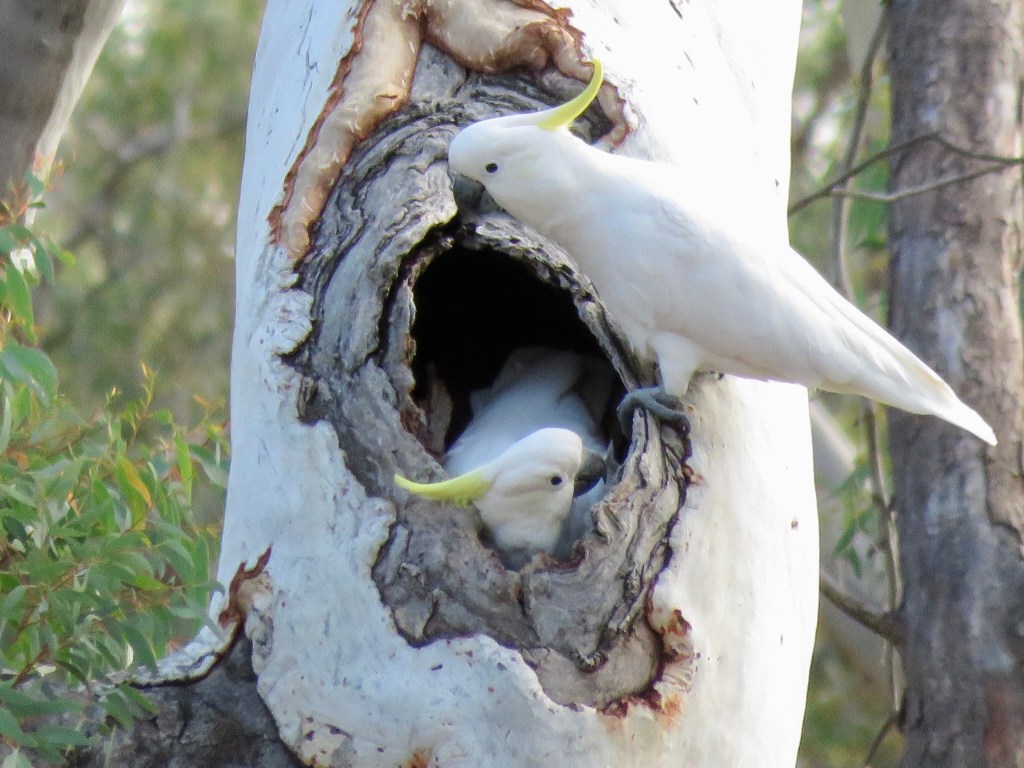 Two sulphur-crested cockatoos in a nesting hollow, Canberra