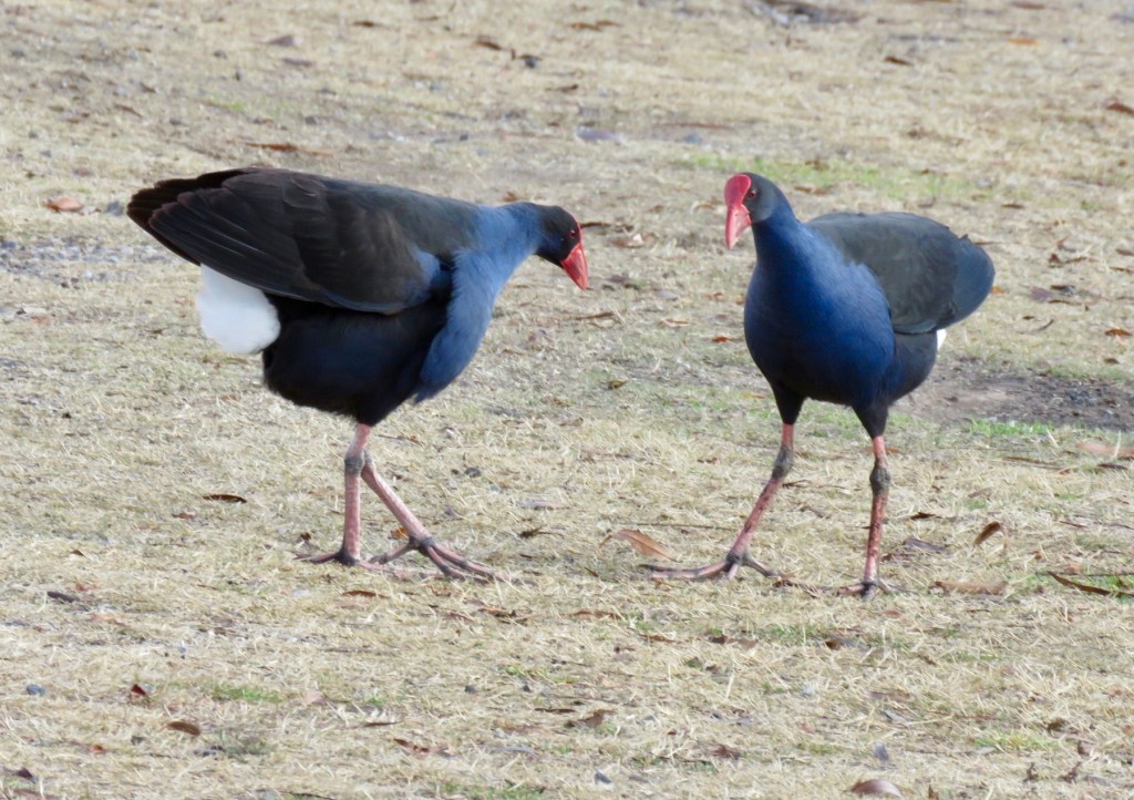 Pair of Australasian Swamphens, Lake Wallace, Wallerawang