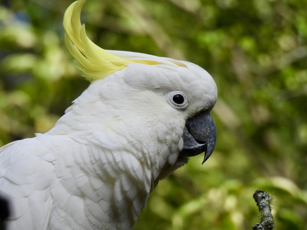 Sulphur-crested cockatoo