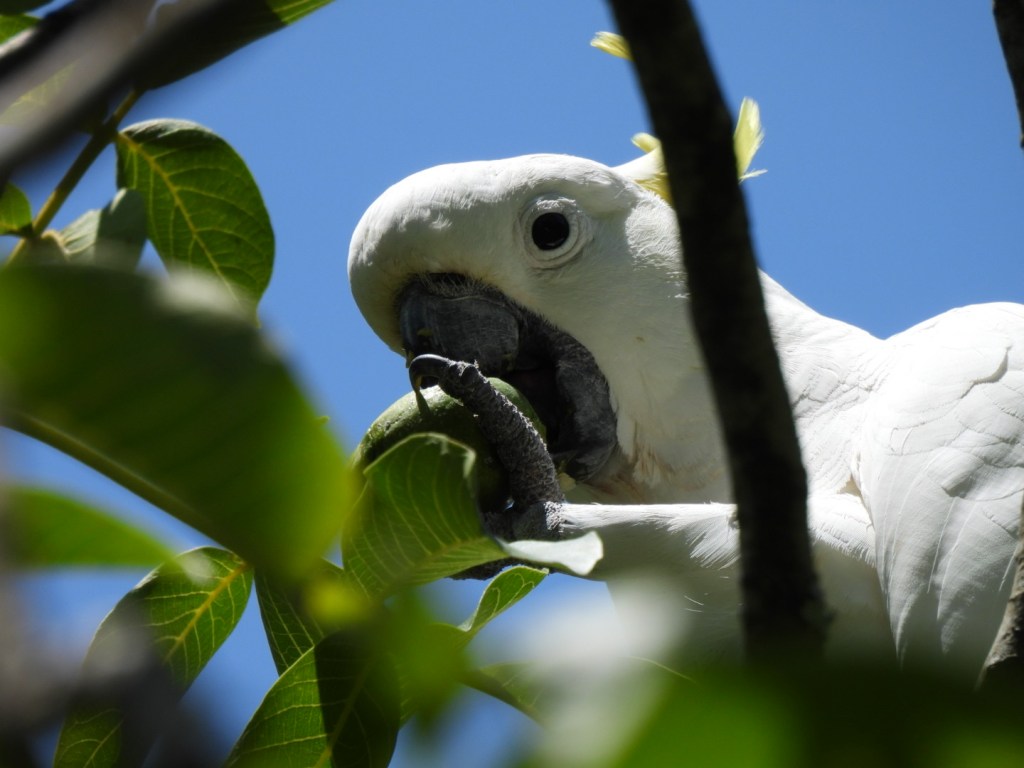 Sulphur-crested cockatoo in the fig tree