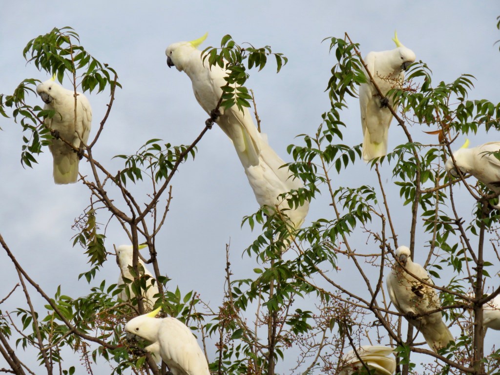 Flock of sulphur-crested cockatoos in Inverell, NSW