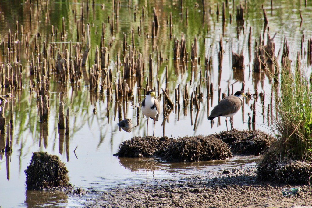 Pair of Masked Lapwings, Lake Wallace, Wallerawang