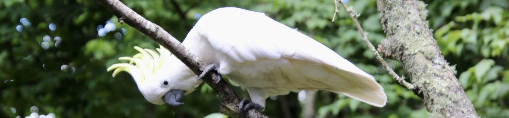 Cheeky sulphur-crested cockatoo in the garden
