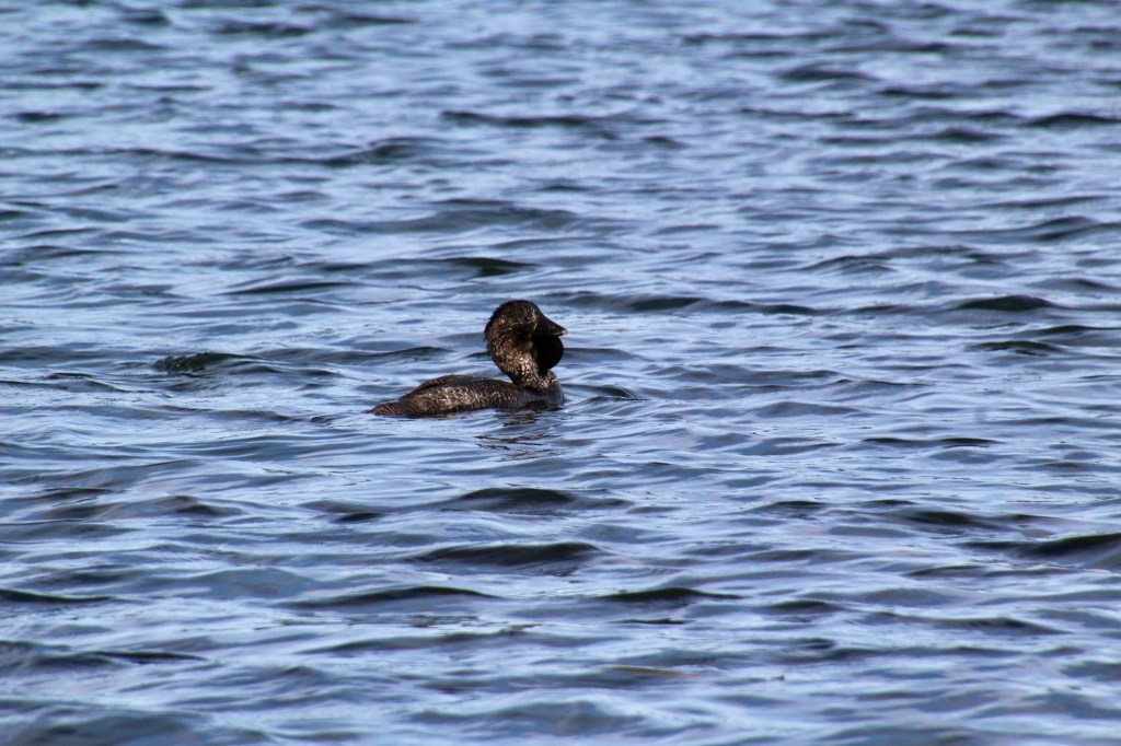 Musk duck on Lake Wallace, Wallerawang