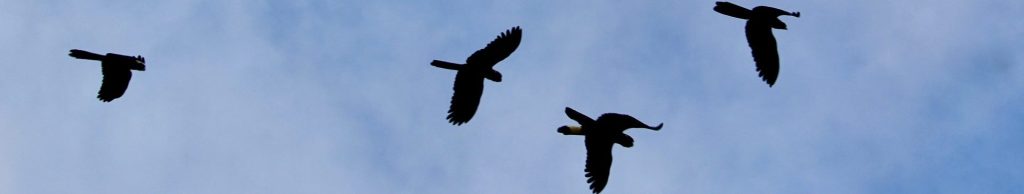 Yellow-tailed black cockatoos in flight