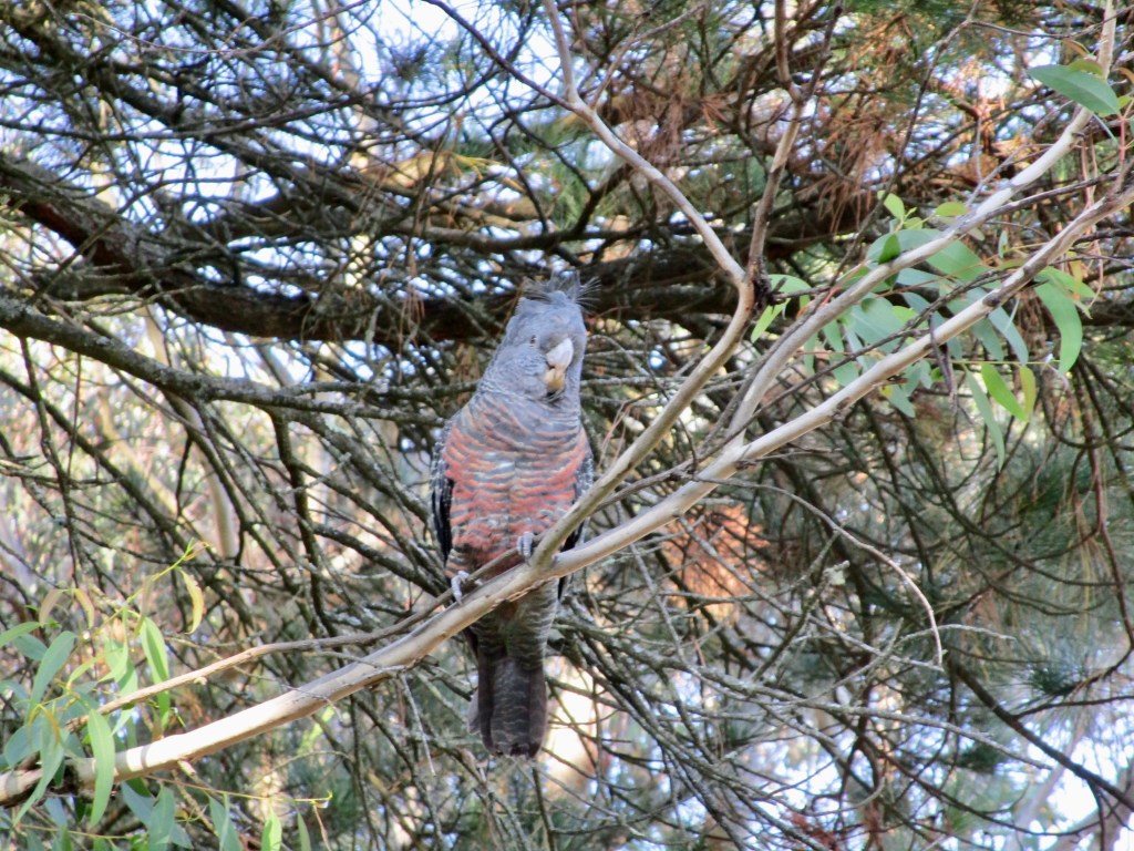 Gang-gang Cockatoo (female)