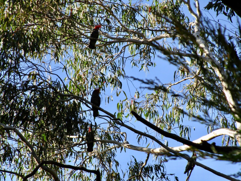 Gang-gang cockatoos in a gum tree