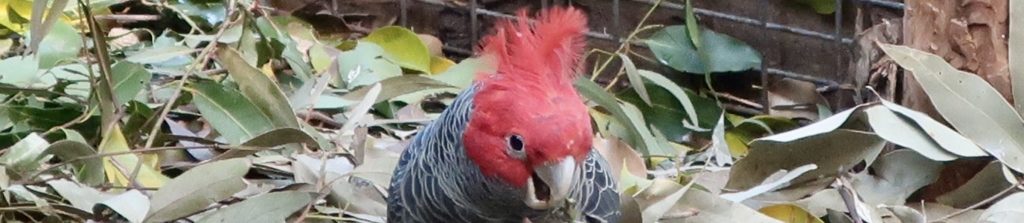 Male Gang-gang Cockatoo at Featherdale Sydney Wildlife Park