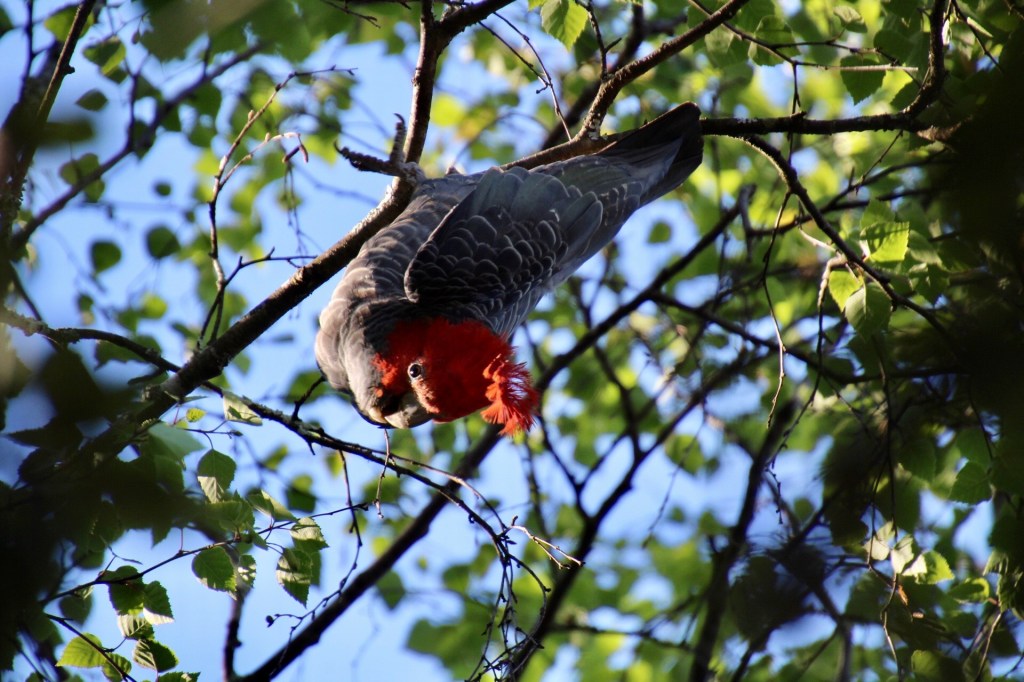 Male Gang-gang Cockatoo in the garden