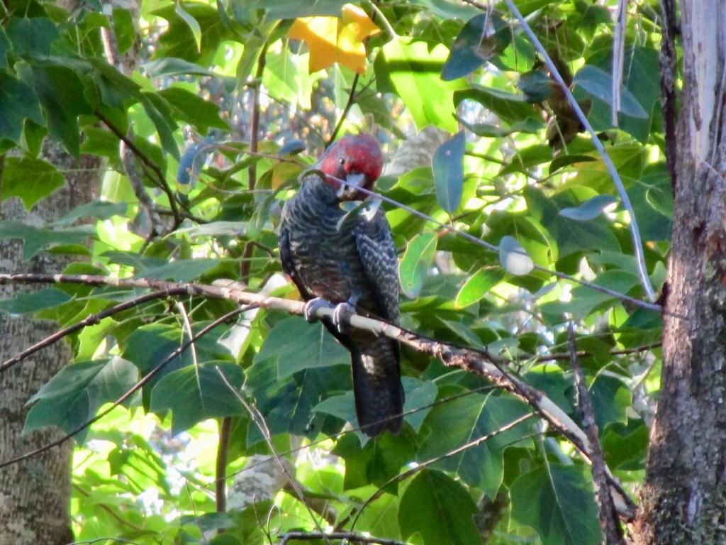 Young male Gang-gang Cockatoo