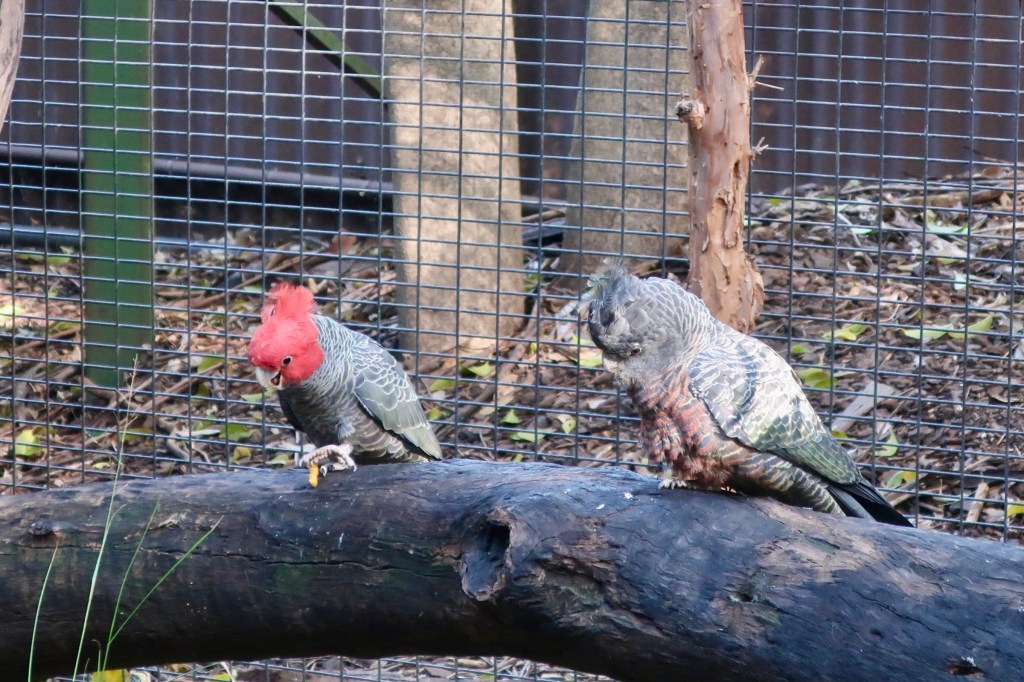 Pair of Gang-gang cockatoos at Featherdale Sydney Wildlife Park