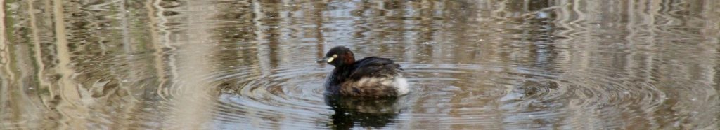 Australasian Grebe (Tachybaptus novaehollandiae)