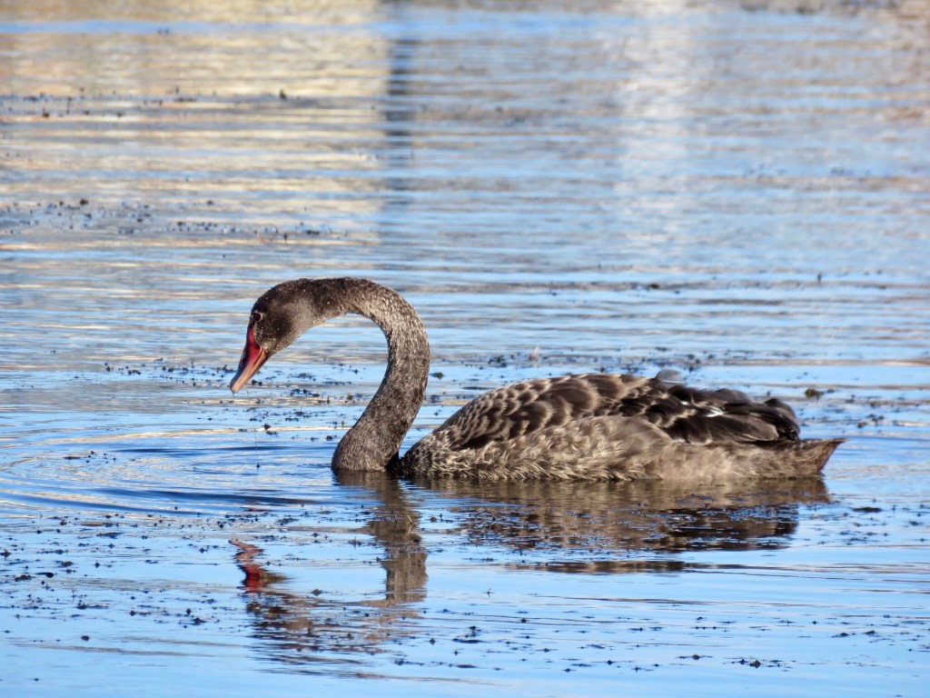 Black Swan (Cygnus atratus)