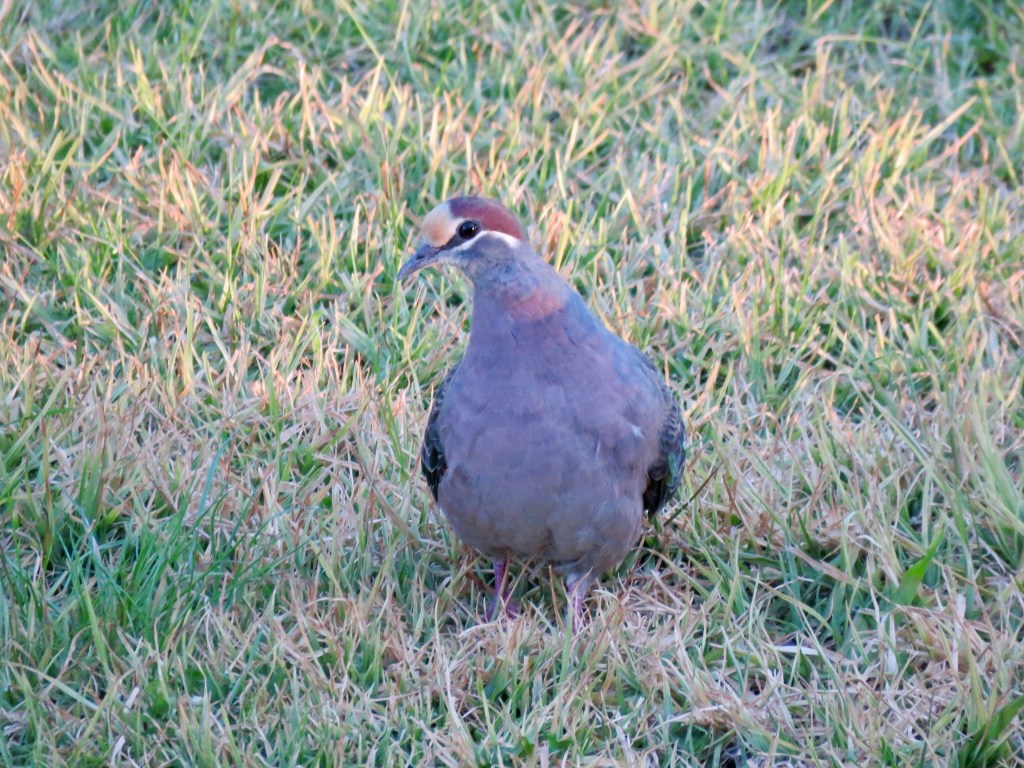 Common Bronzewing (Phaps chalcoptera)