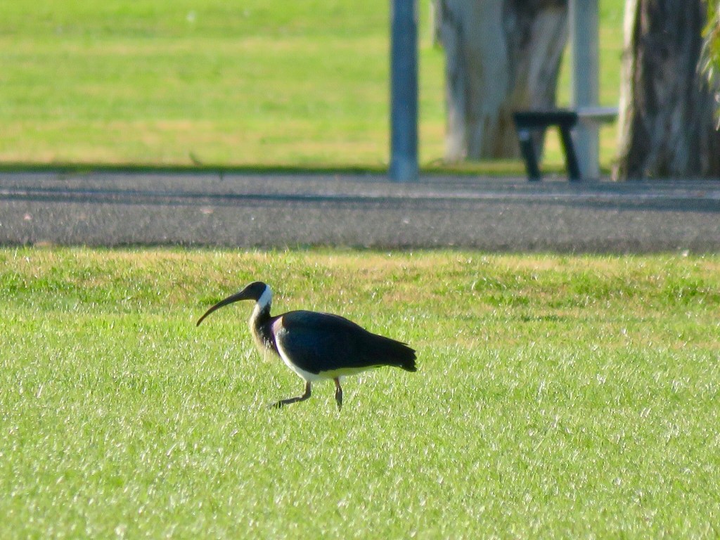 Straw-necked Ibis (Threskiornis spinicollis)