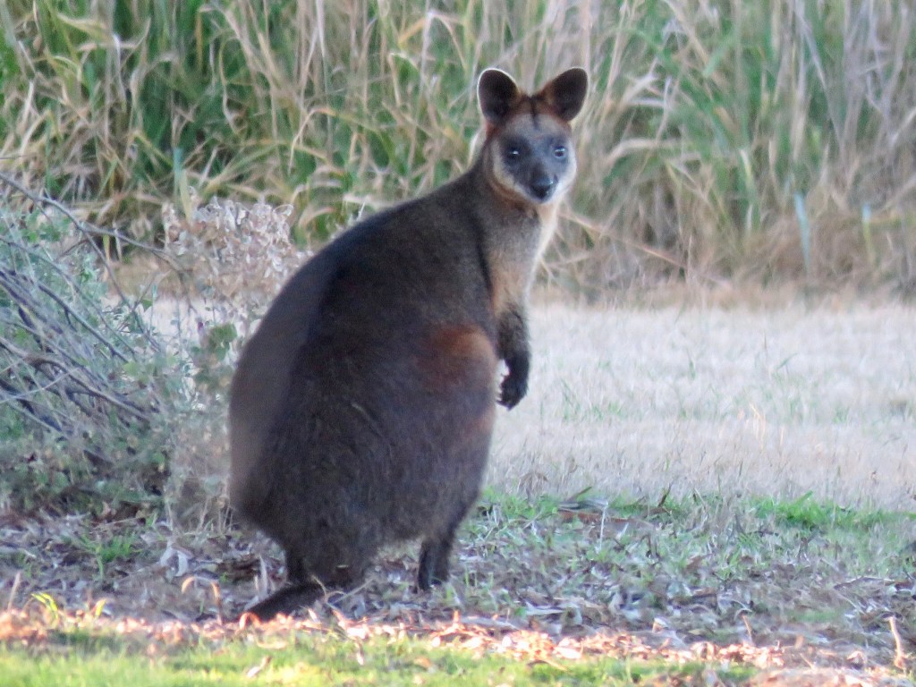Swamp Wallaby (Wallabia bicolor)