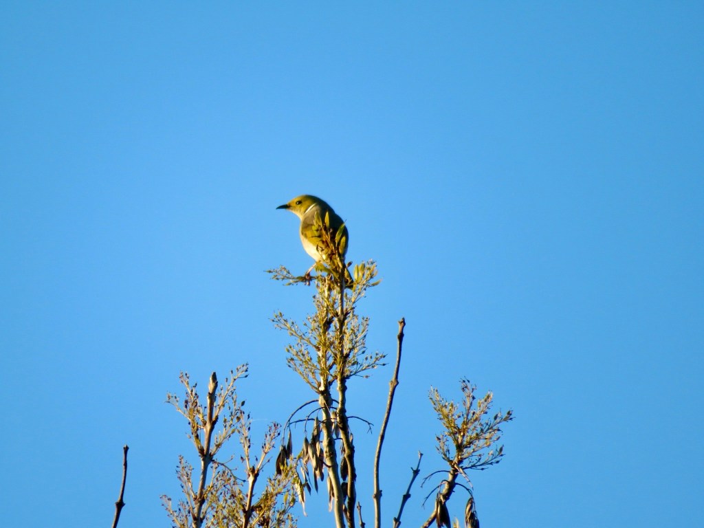 White-plumed Honeyeater (Ptilotula penicillata)