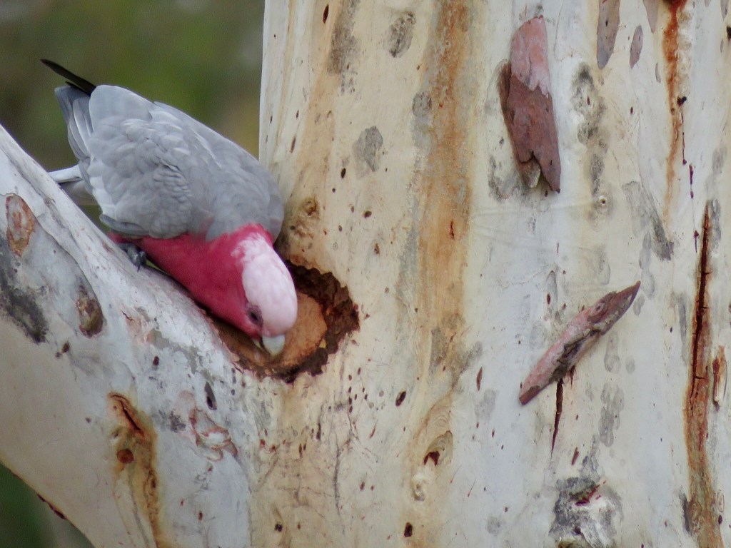 Galah inspecting a tree hollow as a potential nest site in Canberra, ACT