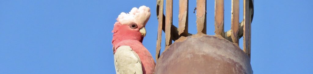 Galah at Pinnaroo Wetlands, South Australia