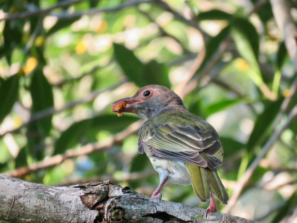 Australasian Figbird (Sphecotheres vieilloti)