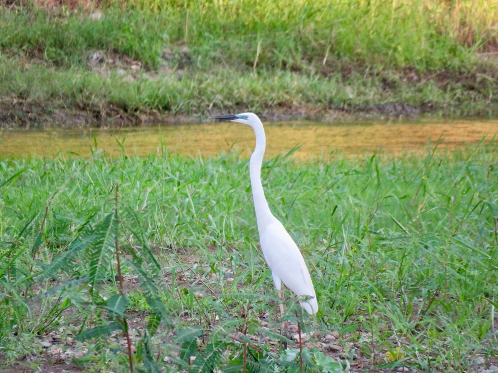 Great Egret (Ardea alba)