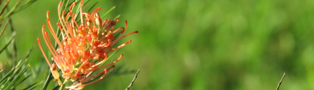 Grevillea in the Kershaw Gardens, Rockhampton QLD
